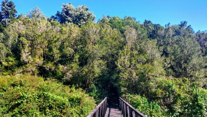 Bosque nativo de Chiloé